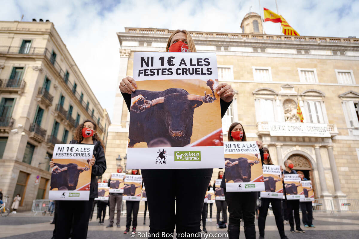 Protest in Barcelona tegen wrede stierenfeesten