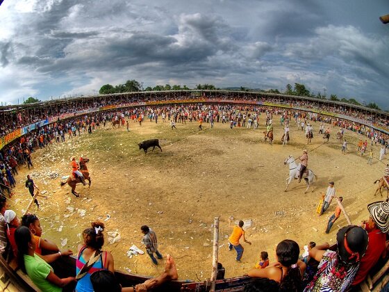 Controversieel onderwerp over stierengevechten Colombia IDFA