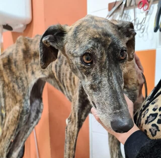 Menta: the face of the Spanish galgo