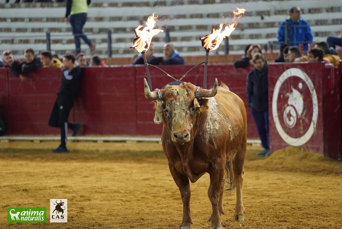 In-depth study of cruel feasts with bulls in Spain