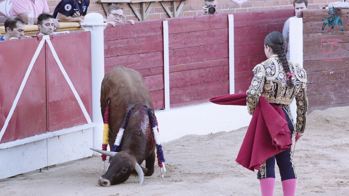 Children, aged 15 and 17, are participants in the prolonged and gory deaths of young calves in Esquivias, Spain
