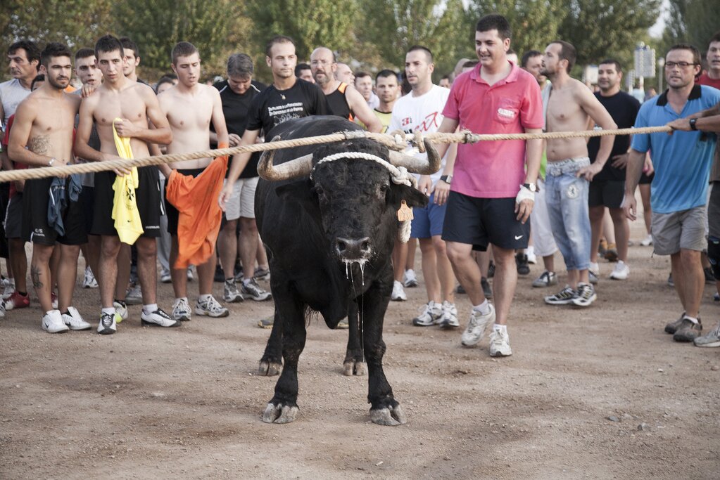 La Rioja geeft 900.000 euro per jaar uit voor stierenfeesten