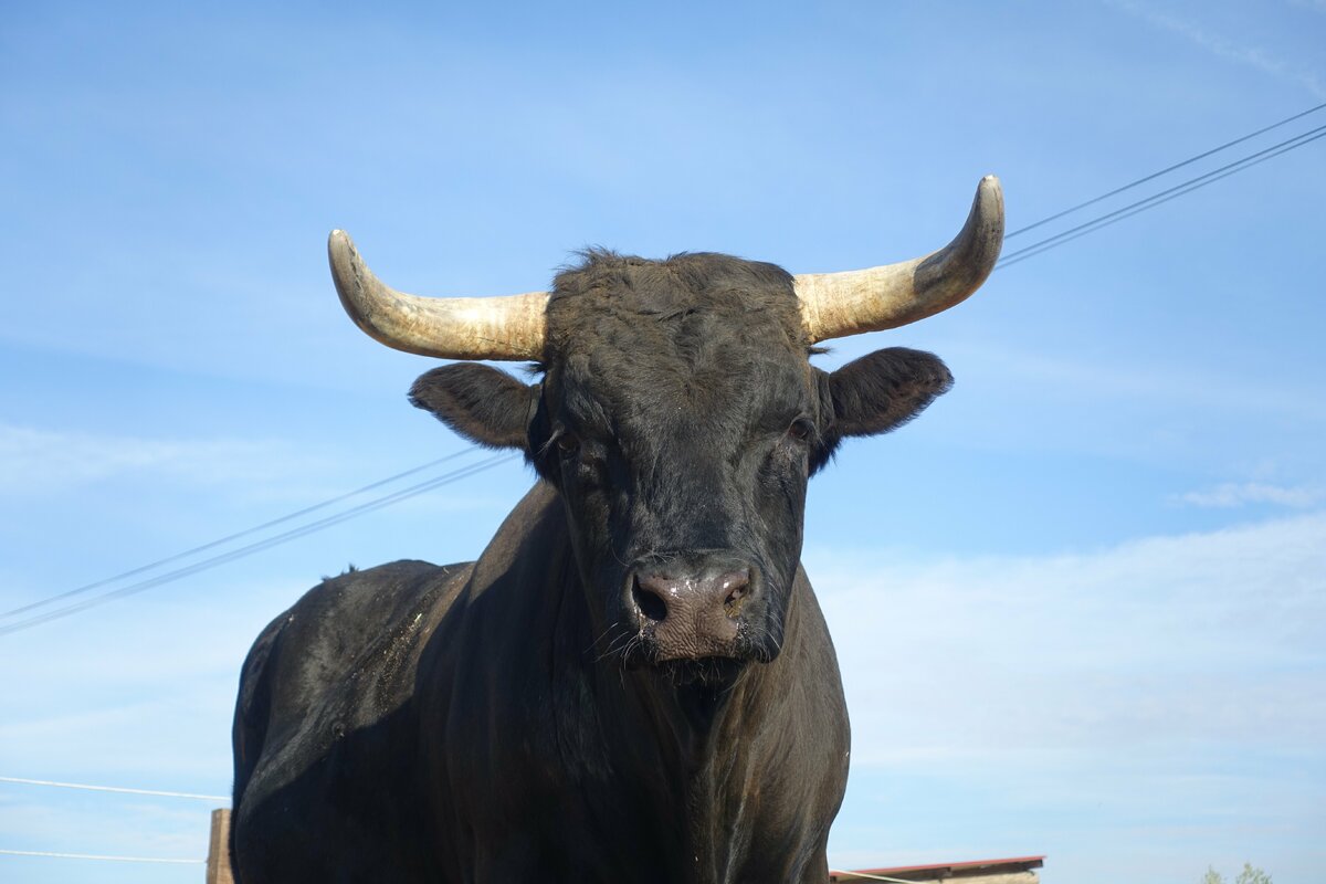 25 BN’ers steunen manifest tegen stieren- en galgoleed in Spanje
