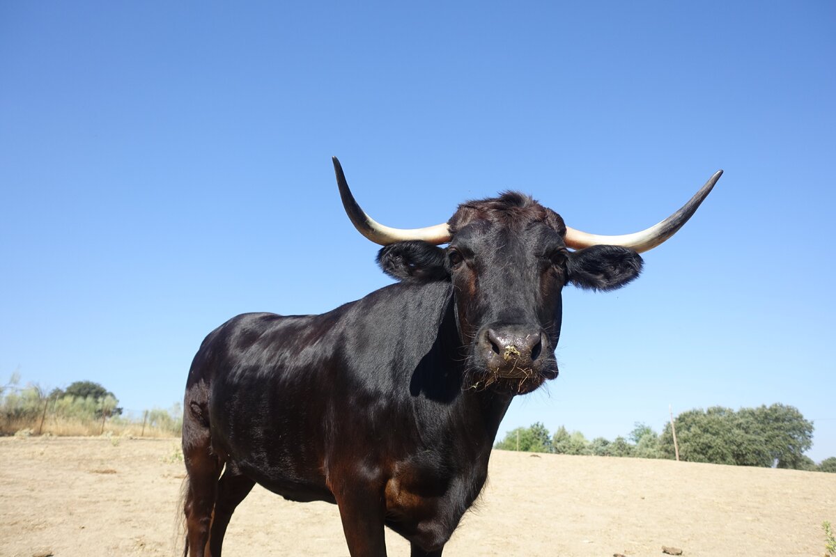 Koeien: de vergeten vrouwen van de stierenvechtsector