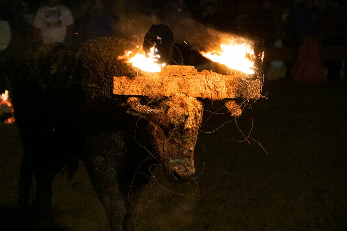 Hoorns stier in brand gestoken bij Spaans stierenfeest