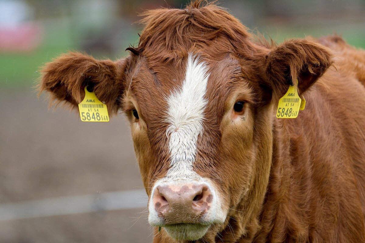 EU-Parlement stemt met grote meerderheid voor verbod van kooien in de veehouderij