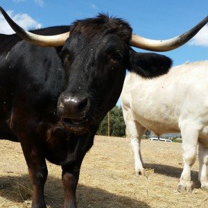 Sign petition against European subsidies to bullfighting
