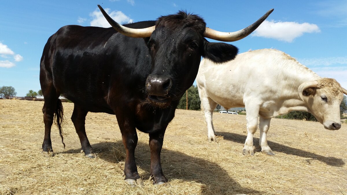 Gijón pone fin a las corridas de toros