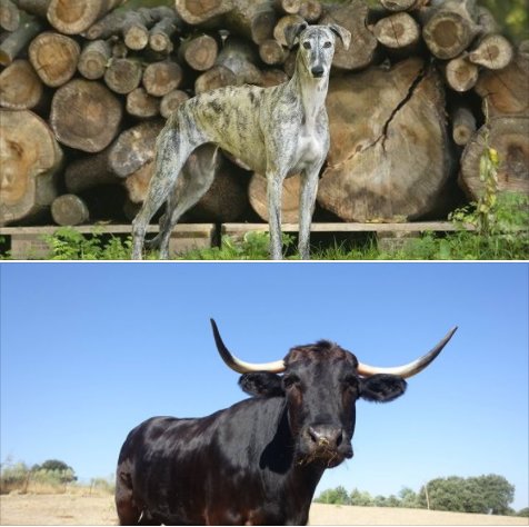 Panama verbiedt het stierenvechten