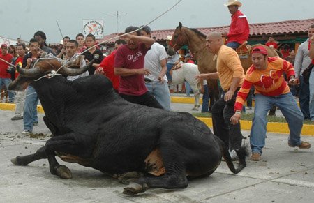 Stierenfeesten verboden in Veracruz, Mexico