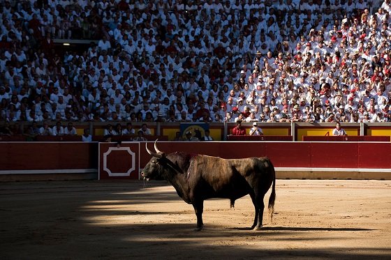 More than 50 bulls killed in Pamplona