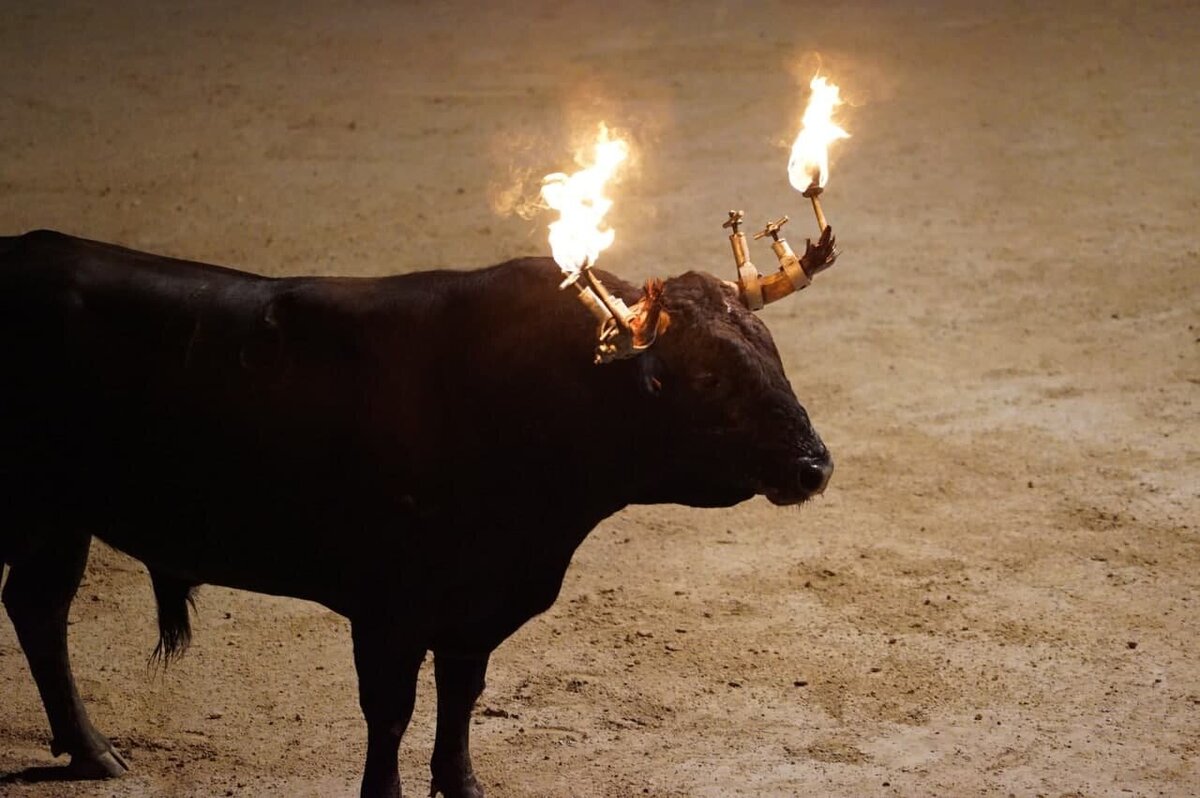 CAS y AN filman un toro de fuego en Cataluña