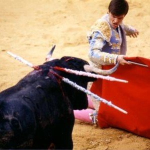 PvdD dient motie in tegen EU subsidies stierenvechten