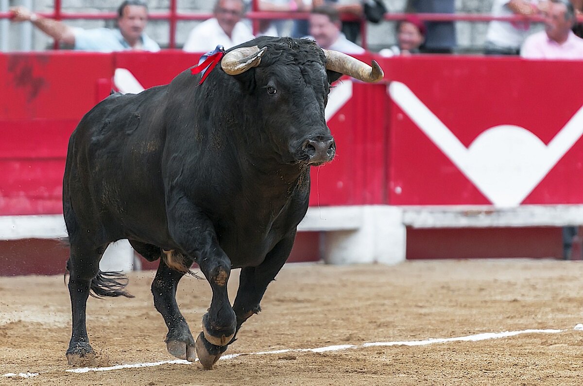 2020: 89% menos corridas de toros en España