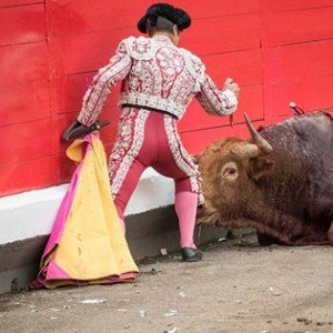 Voorlopig geen traditionele stierengevechten op de Balearen