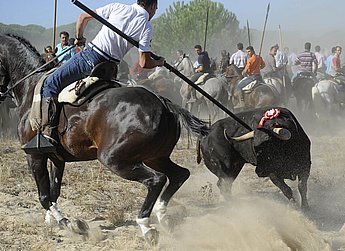 Toro de la Vega: bull killed within 24 hours
