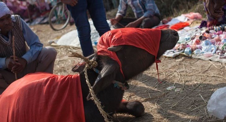 Einde massale slachtpartij van dieren in Gadhimai Tempel, Nepal