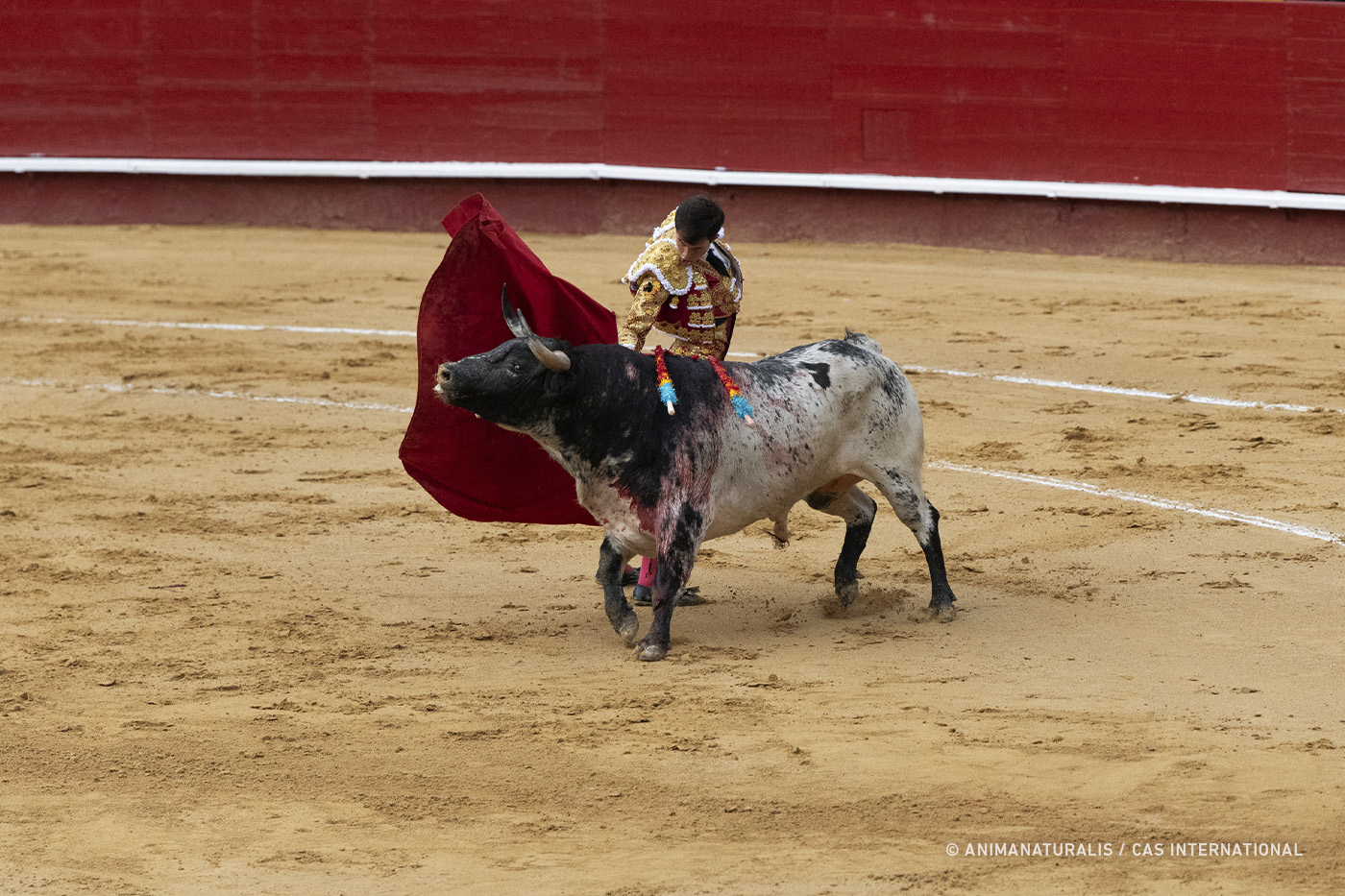Colombia bans bullfighting