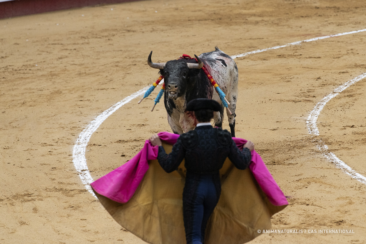 Bull and matador