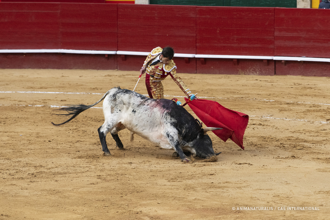 European elections: vote for a Europe without bullfighting
