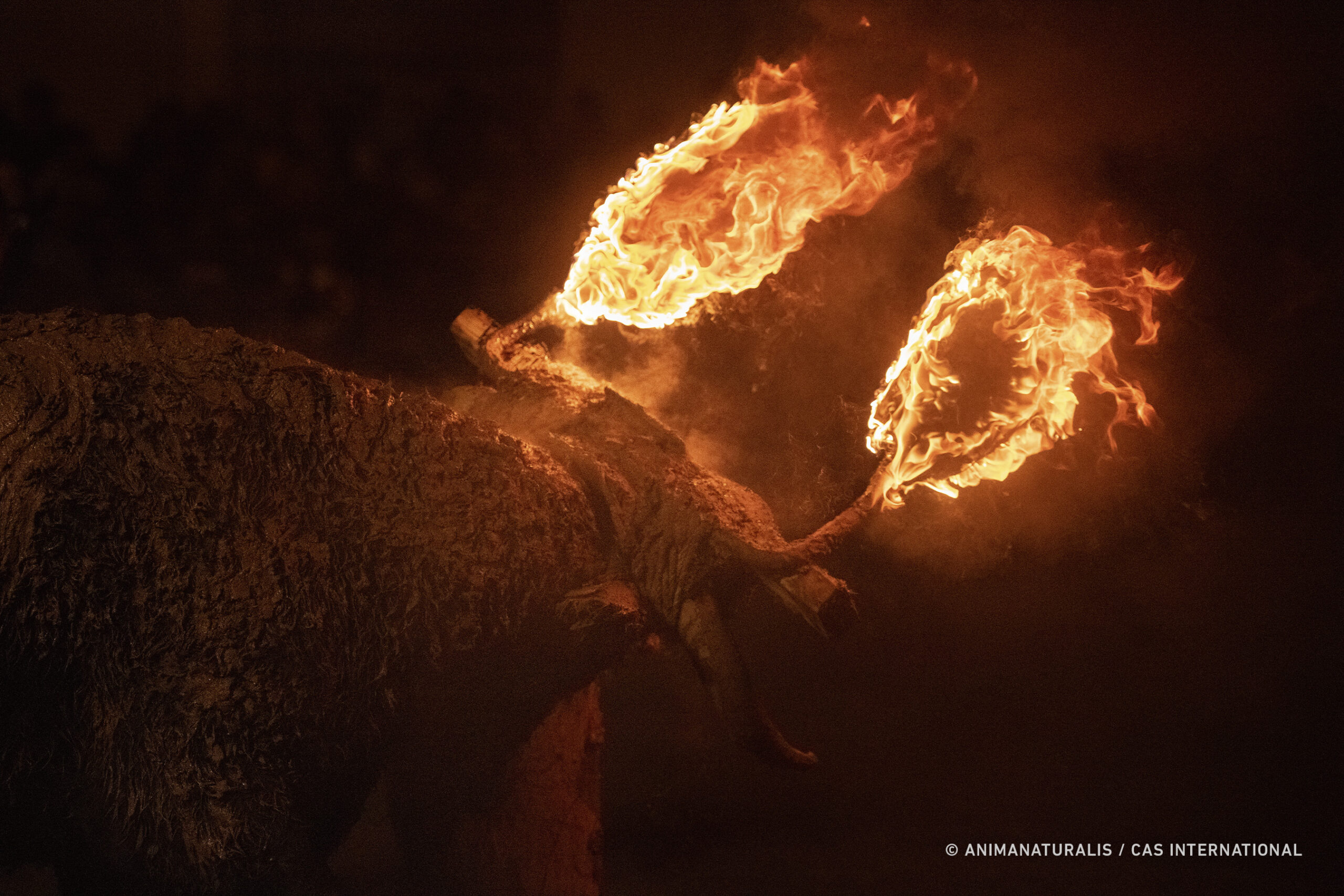 Toro embolado en Medinaceli, 2023 | Foto: CAS International/AnimaNaturalis