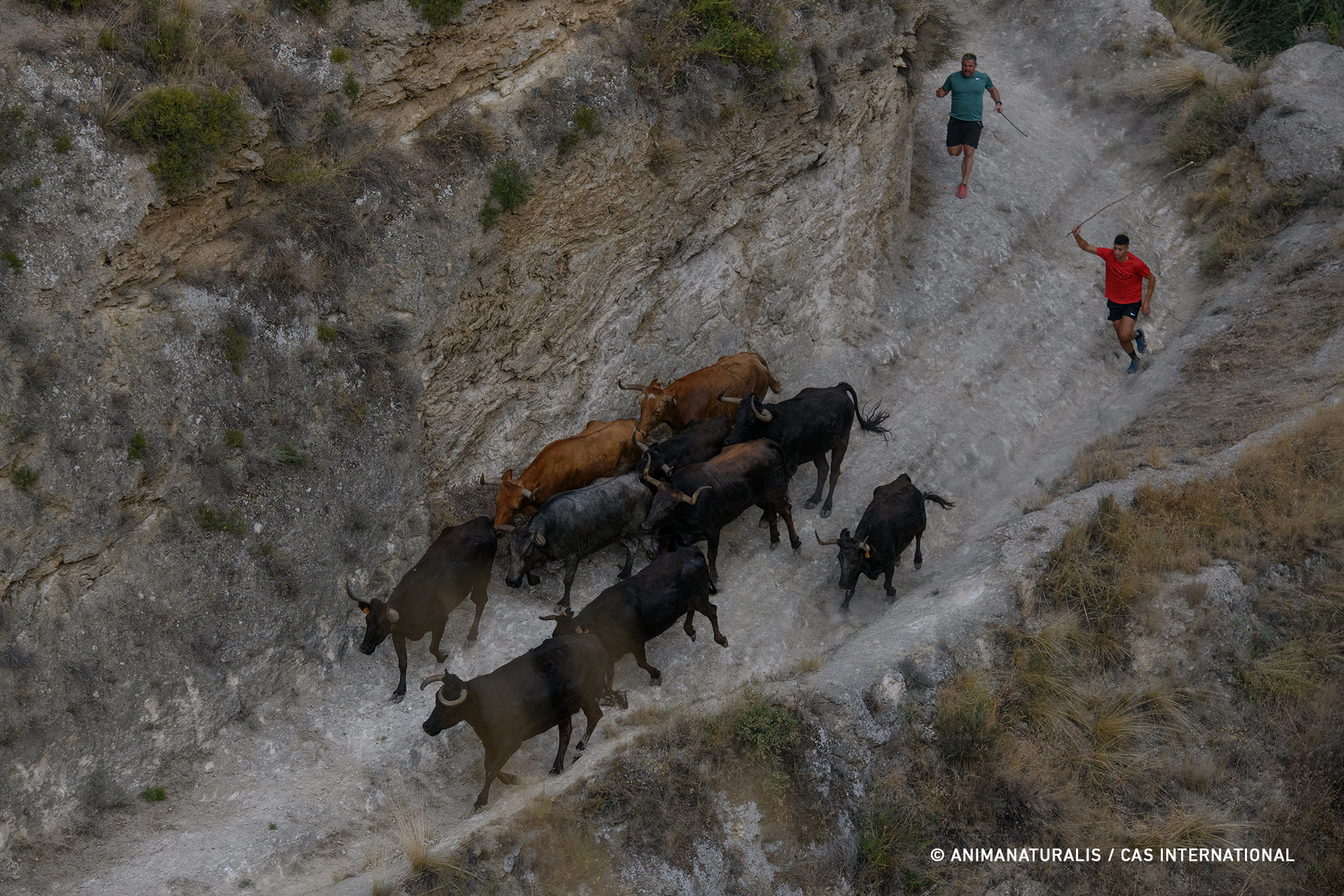 Encierro con vaquillas