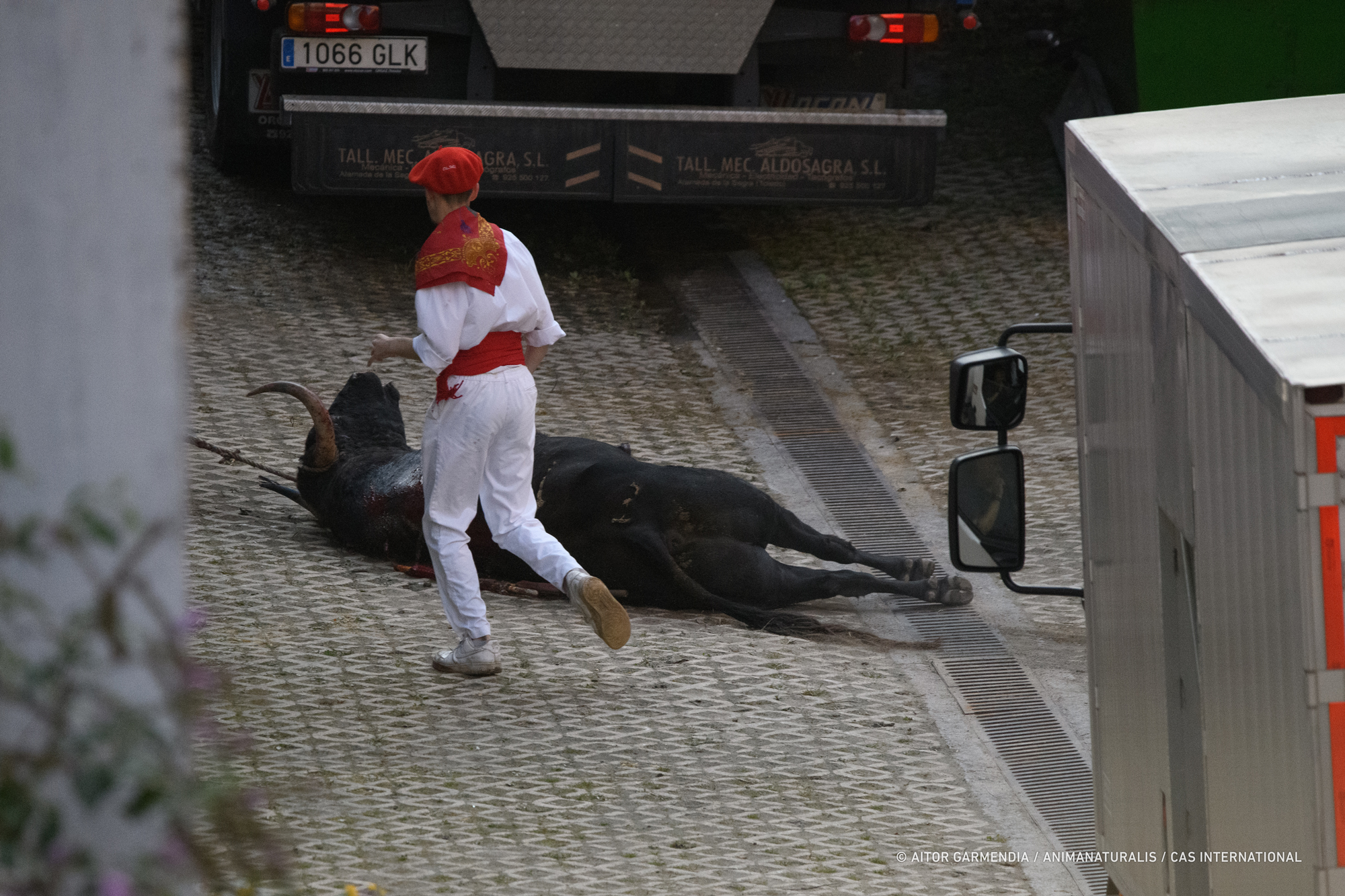 Reportaje: ¿Qué hacen con el toro después de la corrida?